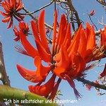 Coral Tree Blütenessenzen der Love Remedies